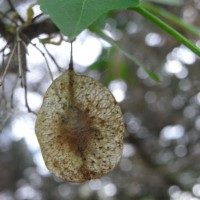Orme de samarie, Arbre houblon, Hop tree