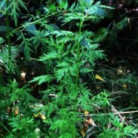 Armoise annuelle, Absinthe de Chine, Armoise à fleurs jaunes