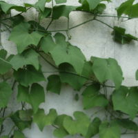 Chayotte, Christophine, Chou-Chou