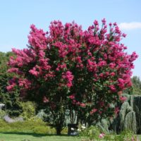 Lilas d’été, Folie de jeunes filles, Lagerstroémie d’Inde, Queen of flowers