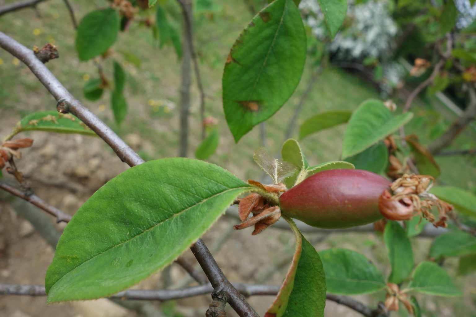 Cognassier de Chine Ma Botanique