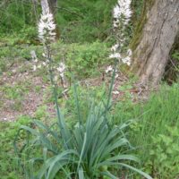 Asphodèle blanc,Bâton blanc, Bâton royal, Poireau-de-chien