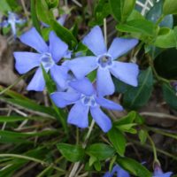 Petite pervenche, Violette des serpents, Violette des sorciers