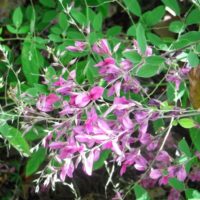 Lespédèze  de Thunberg, Trèfle de Thunberg