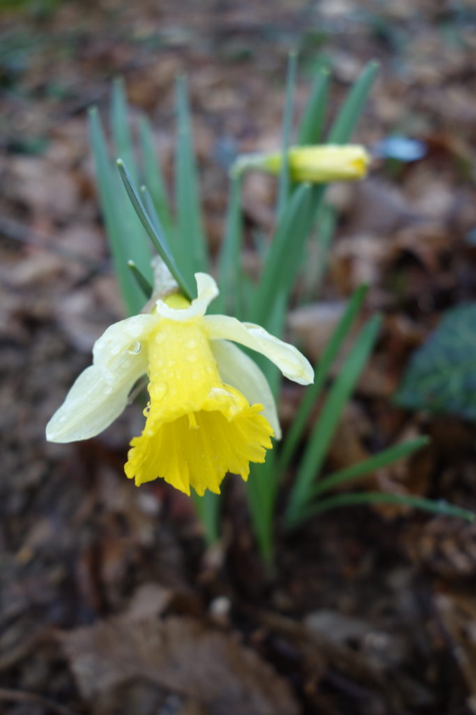 Ma Botanique: Narcisse faux-narcisse, Narcisse trompette, Jonquille des  bois, Jeannette