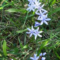 Scille à deux feuilles, Etoile bleue