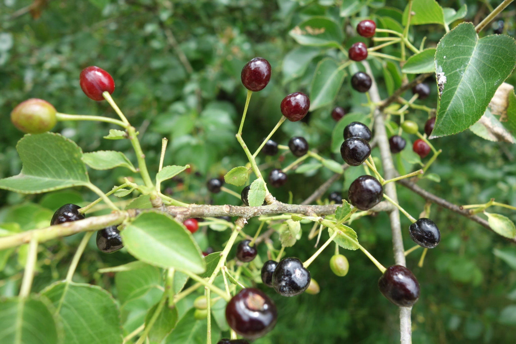 Cerisier de SainteLucie, Bois de SainteLucie, Merisier odorant Ma — free download