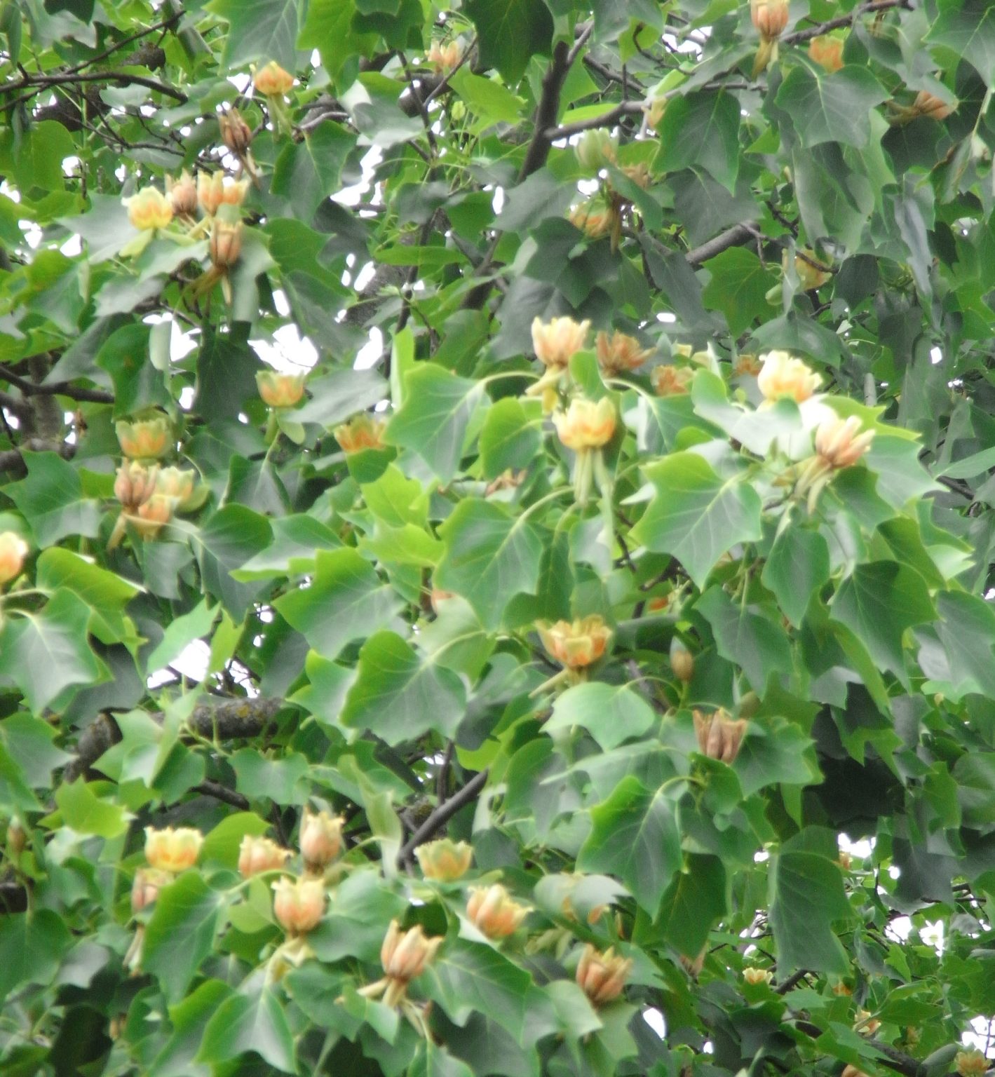 Tulipier de Virginie Ma Botanique