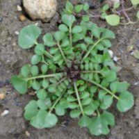 Cardamine hérissée, Cresson des vignes, Cressonnette
