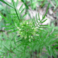 Cardamine impatiente, Herbe-au-diable