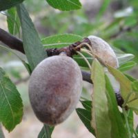 Amandier, Amandier amer, Prunier amandier, Prunier doux, Almond