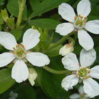 Oranger du Mexique, Choisya terné