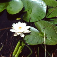 Nénuphar blanc, Lys d’eau, Lys des étangs, Water lily