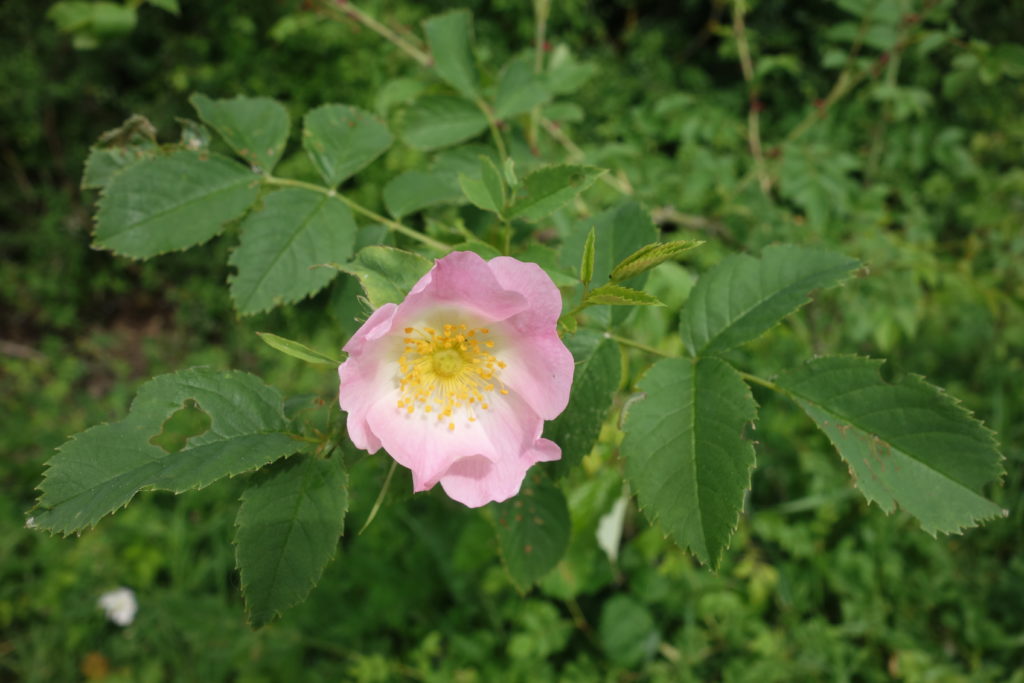 Églantier des chiens, Rosiers des haies, Rosier des sorcières 