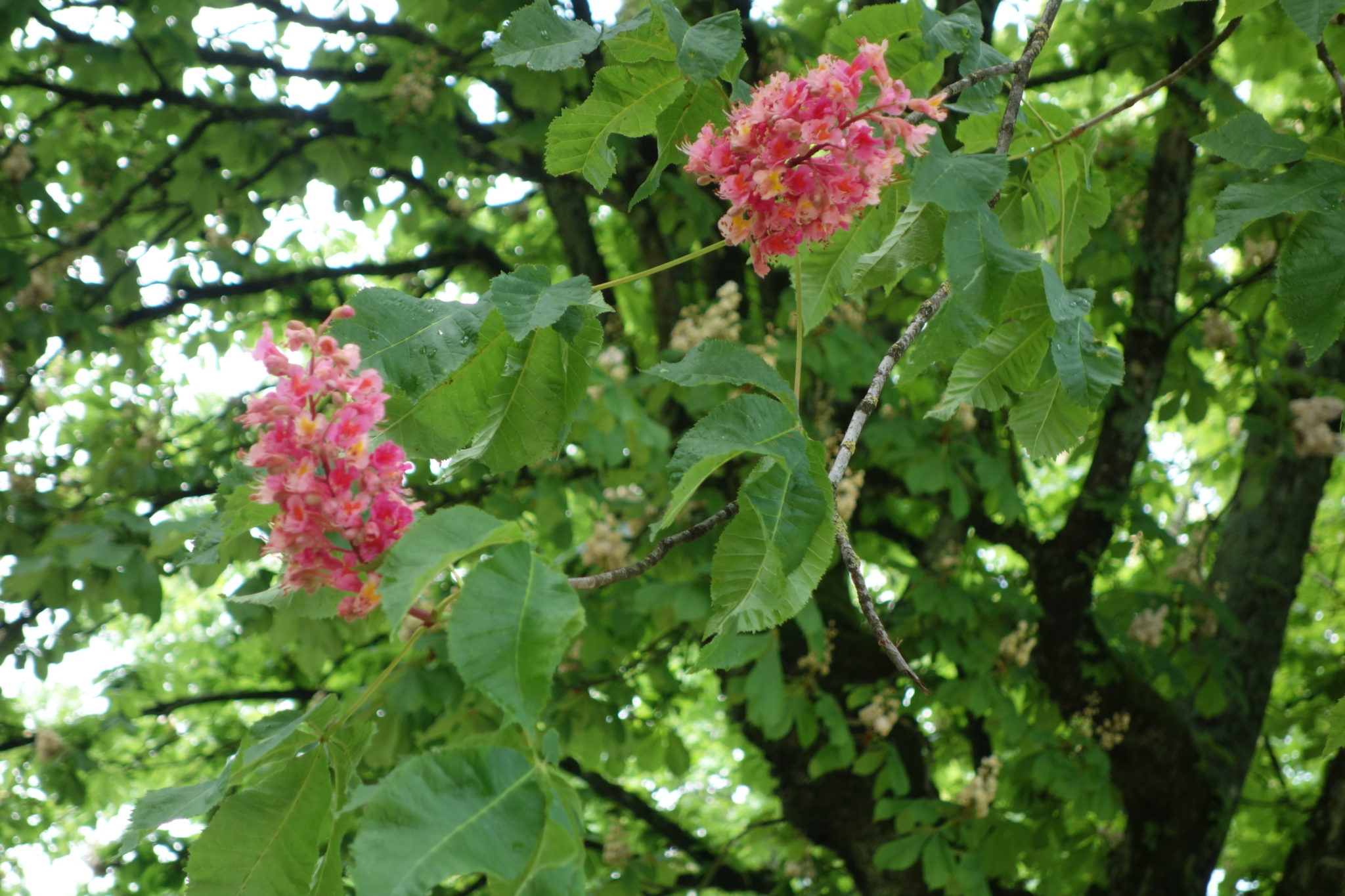 Marronnier à fleurs rouges, Marronnier carné – Ma Botanique