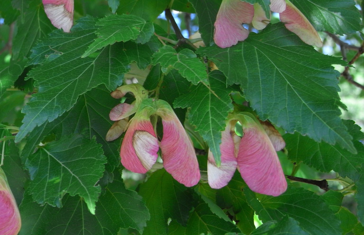Érable de Tartarie, Érable du fleuve Amour Ma Botanique