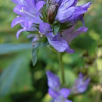 Campanule agglomérée, Campanule à bouquets