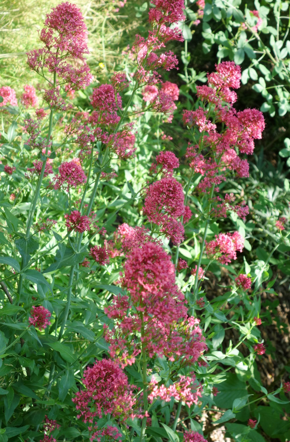Valériane rouge, Valériane centranthe, Lilas d’Espagne, Barbe de — free download