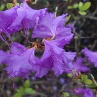 Rhododendron de Mandchourie, Azalée de Mandchourie