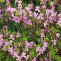 Rhododendron nudipes
