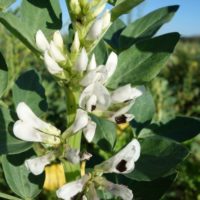 Fève, Vesce fève, Féverole, Féverolle