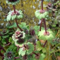 Lamier à feuilles embrassantes