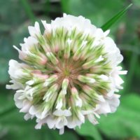 Trèfle rampant, Trèfle de Hollande, Trèfle blanc