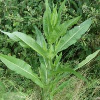 Cardère sauvage, Cabaret des oiseaux, Peigne de loup, « Bain de Vénus »