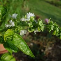 Basilic grand vert, Basilic romain,Pistou, Plante royale