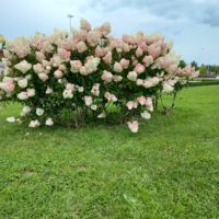 Hydrangea paniculata ‘VanilleFraise’