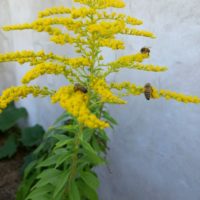 Solidage du Canada, Verge d’or du canada, Gerbe d’or