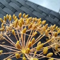 Aneth odorant, Fenouil bâtard