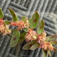 Euphorbia maculée, Euphorbe de Jouvet