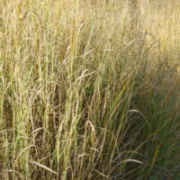 Panic dressé, Panic grass, Panic effilé