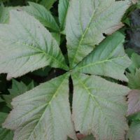 Rodgersia en pied de canard, Rodgersia podophyllé
