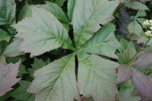 Rodgersia en pied de canard, Rodgersia podophyllé