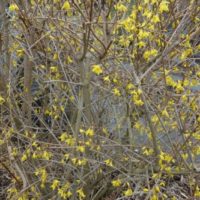 Forsythia pleureur, Mimosa de Paris, Forsythia de Fortune