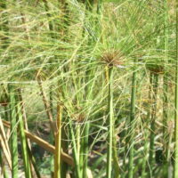 Papyrus, Souchet à papier, Roseau d’Égypte, Plante à papier du Nil