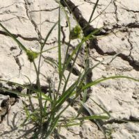 Laîche de Bohême, Laîche souchet, Laîche voyageuse