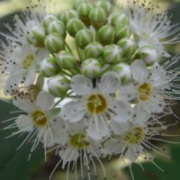 Physocarpe à feuilles d’obier’Boule d’Or’, Spirée à feuilles d’obier