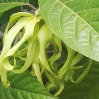 Ylang-Ylang, Langilangi, Fleur des fleurs