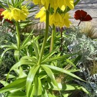 Fritillaire impériale, Couronne impériale, Larmes de Marie, Herbe aux sonnettes, La fleur qui pleure