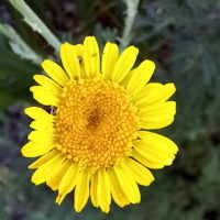 Camomille des teinturiers, Anthémide des teinturiers, « Œil de bœuf »