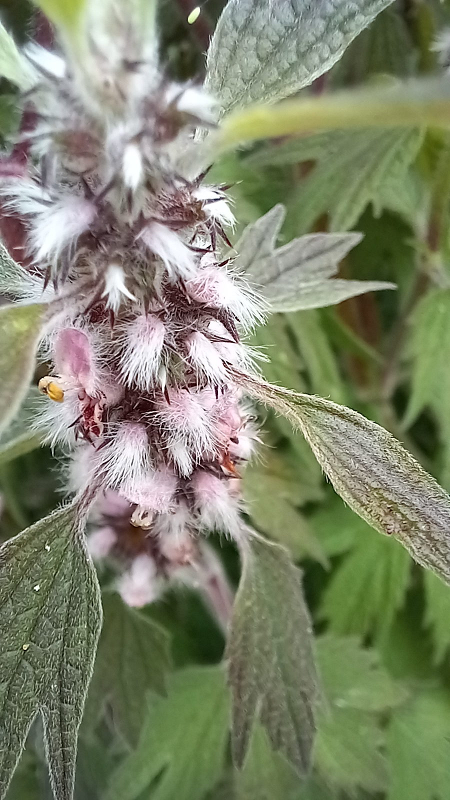 Agripaume Cardiaque - Le Potager Du Gailleroux, Permaculture, Jardin
