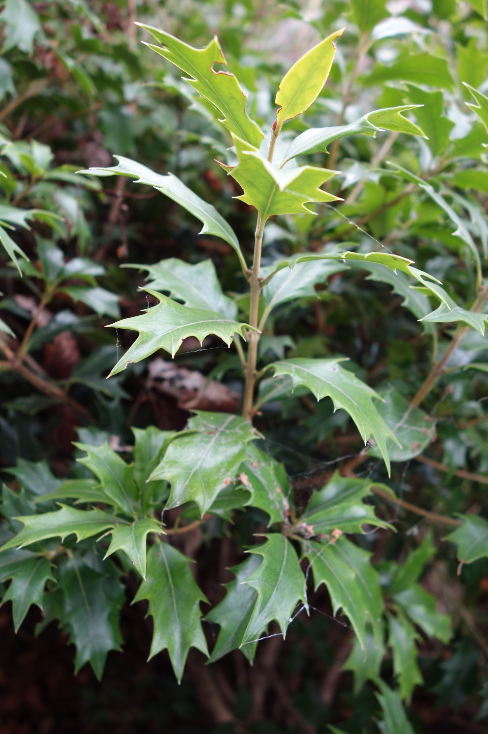 Ma Botanique Osmanthe à feuilles de houx Ma Botanique Osmanthe à feuilles de houx