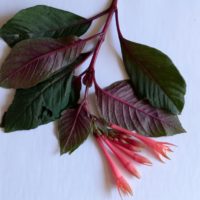Fuchsia lumineux