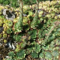 Joubarbe des toits, Artichaut des murailles, Herbe-du-tonnerre