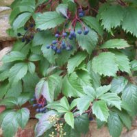 Vigne-vierge vraie, Vigne-vierge de Virginie, Vigne à 5 folioles