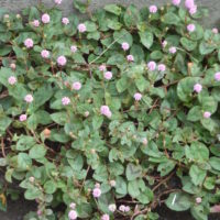 Herbe corail, Persicaire à tête rose