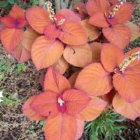 Plectranthe fausse-scutellaire, Ortie flamboyante, « Vieux garçon », Solenostemon